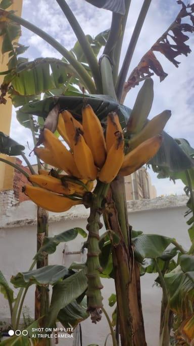 Ruzafa Terrace Oasis: Cozy A/C Apartment with Garden Access Valencia Exterior photo